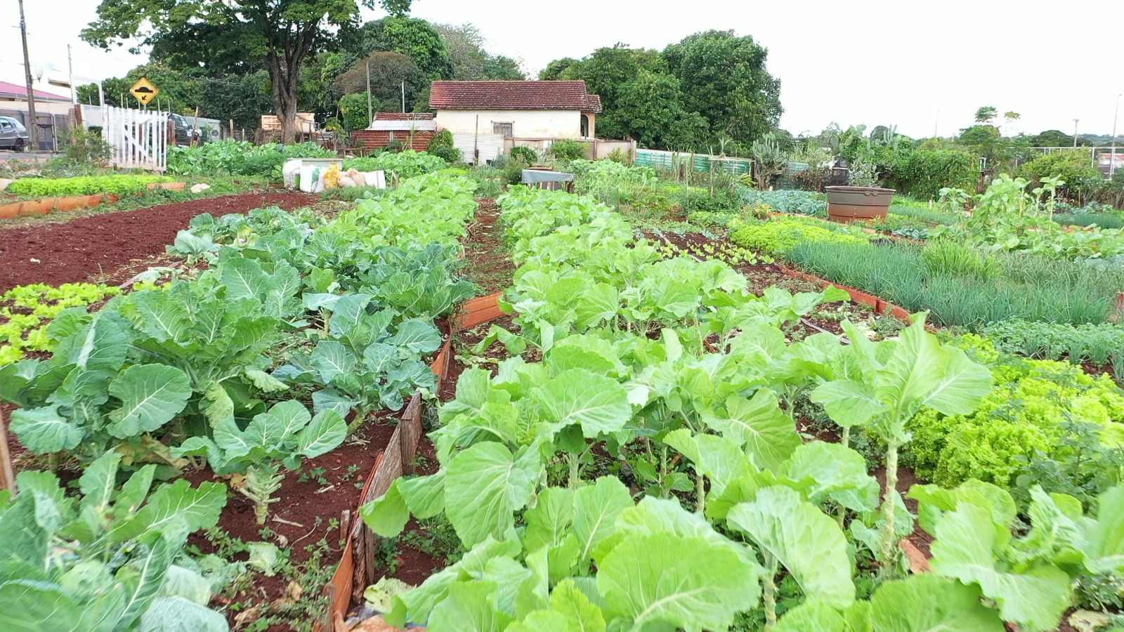 Cartilha reforça importância de hortas comunitárias para segurança alimentar e geração de renda