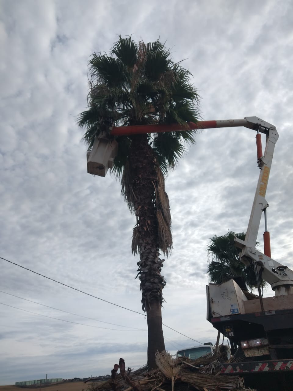 Secretaria de Saneamento e Meio Ambiente realiza limpeza de palmeiras na Avenida Bom Sucesso