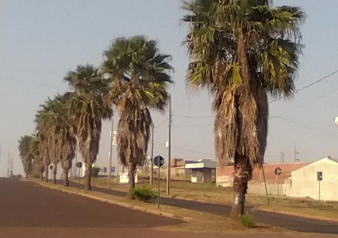 Secretaria de Saneamento e Meio Ambiente realiza limpeza de palmeiras no Eco Valley