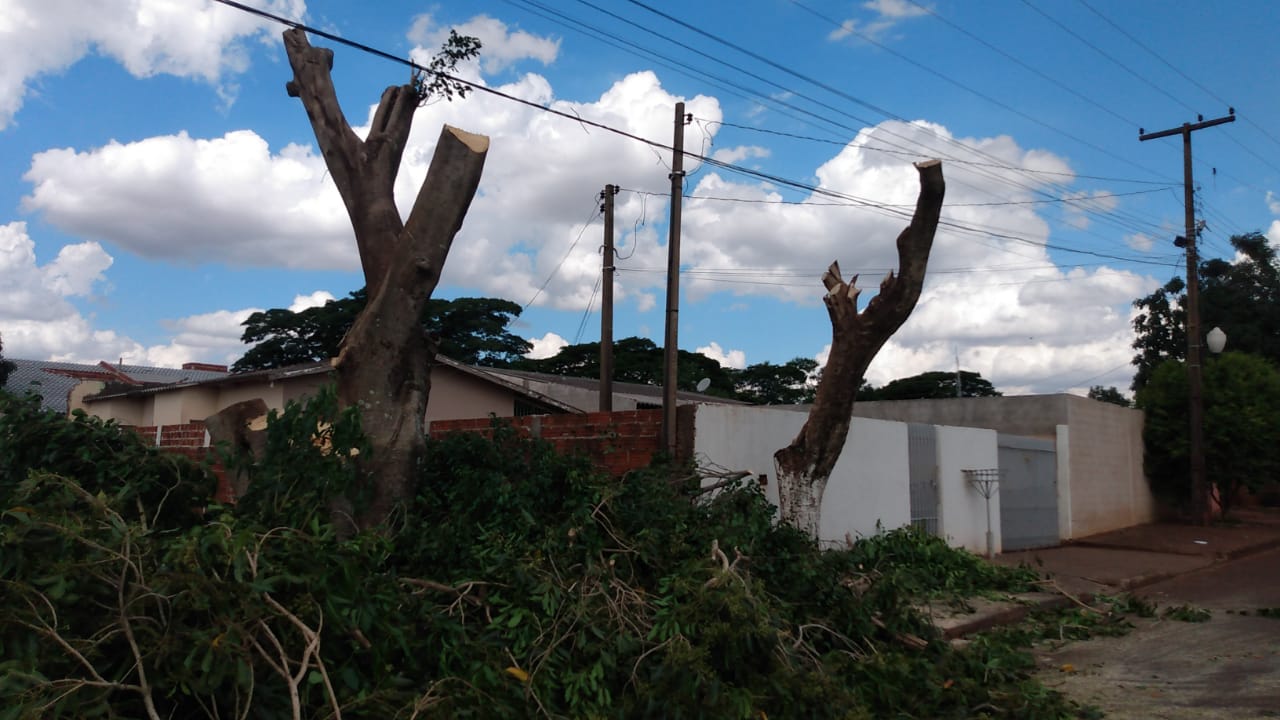 Secretaria de Saneamento e Meio Ambiente de Sarandi informa sobre liberação de corte de árvores